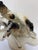1950s Borzoi Greyhounds Porcelain Figurine by Cortendorf Company, 1950s For Sale - Image 5 of 11