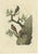 Late 18th Century Sepp, Houttuyn & Nozeman, Redstarts, 1770, Print For Sale - Image 5 of 5