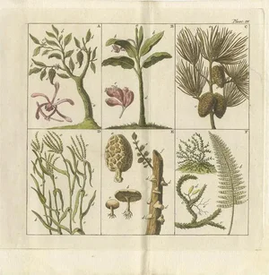 J.F. Martinet, Trees, Mushrooms and Ferns, 1808, Paper