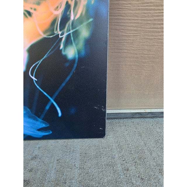 Orange Frank and Gail Zappa Estate 1970s Diva Zappa Jellyfish Photo on Board For Sale - Image 8 of 16