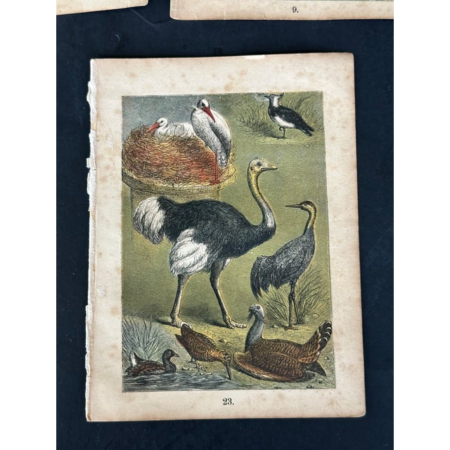 Antique 19th Century Engraved Natural History Animal Art Prints Set of 5 For Sale In New York - Image 6 of 10