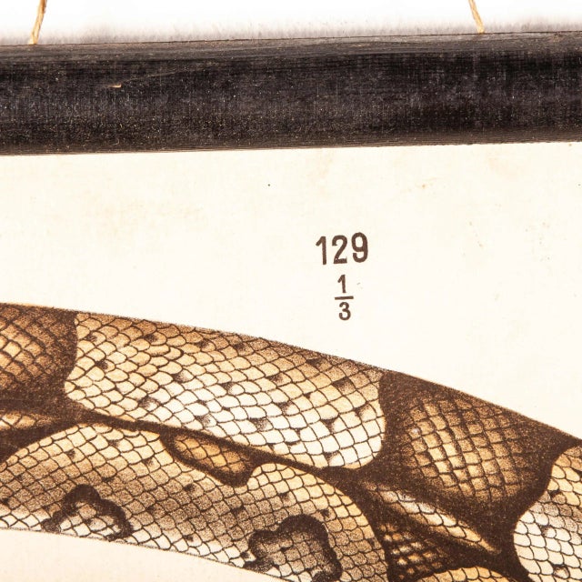 German Snake and Crocodile Educational Chart, 19th Century For Sale - Image 9 of 16