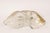 Large Austrian Flush Mount Lights from Kalmar, 1970s For Sale - Image 10 of 15