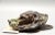 Traditional Antique Cold Painted Vienna Bronze Hound Dog Note Clip For Sale - Image 3 of 11