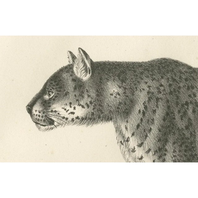 Jaguar, 1836, Lithograph For Sale - Image 3 of 10