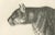 Jaguar, 1836, Lithograph For Sale - Image 3 of 10