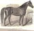 Paper "The Trotting Horse of America: How to Train and Drive Him" 1874 Woodruff, Hiram For Sale - Image 7 of 7