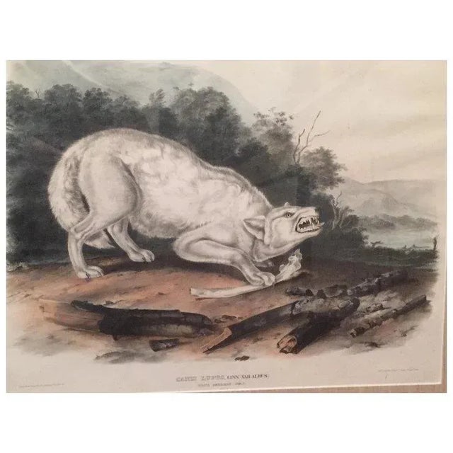 American Antique 19th Century John James Audubon Large Folio Hand Colored Lithograph White American Wolf Philadelphia 1845 Plate 72 For Sale - Image 3 of 9