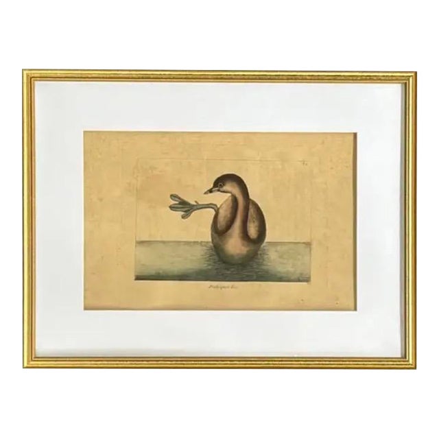Mark Catesby Engraving, "The Pied-Billed Grebe", Framed For Sale