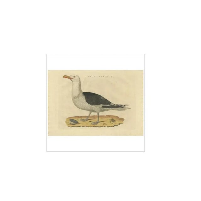 Sepp & Nozeman, Great Black-Backed Gull, 1829, Paper For Sale - Image 3 of 10