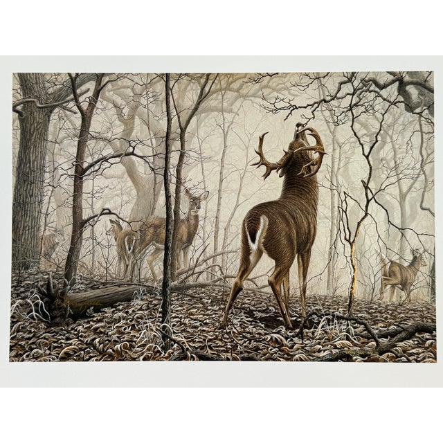 November Frost - Whitetail Deer LARRY ZACH Deer on Frosty Morning SIGNED PRINT LARRY ZACH is one of the most important...