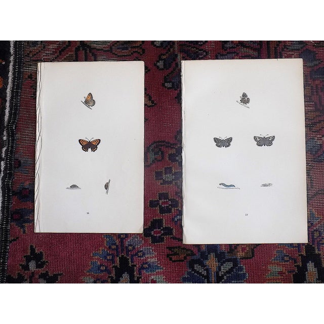 Antique 19th Century Hand Colored Butterfly Lithographs - Set of 10 For Sale In Cincinnati - Image 6 of 12