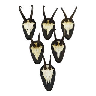 Set of Six Vintage Chamois Trophies on Wooden Plaques, Germany Ca. 1980s For Sale
