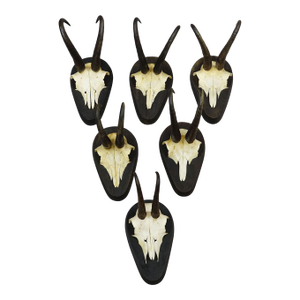 Set of Six Vintage Chamois Trophies on Wooden Plaques, Germany Ca. 1980s