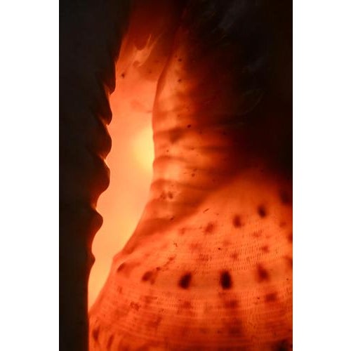 Vintage Shell Lamp For Sale - Image 8 of 10