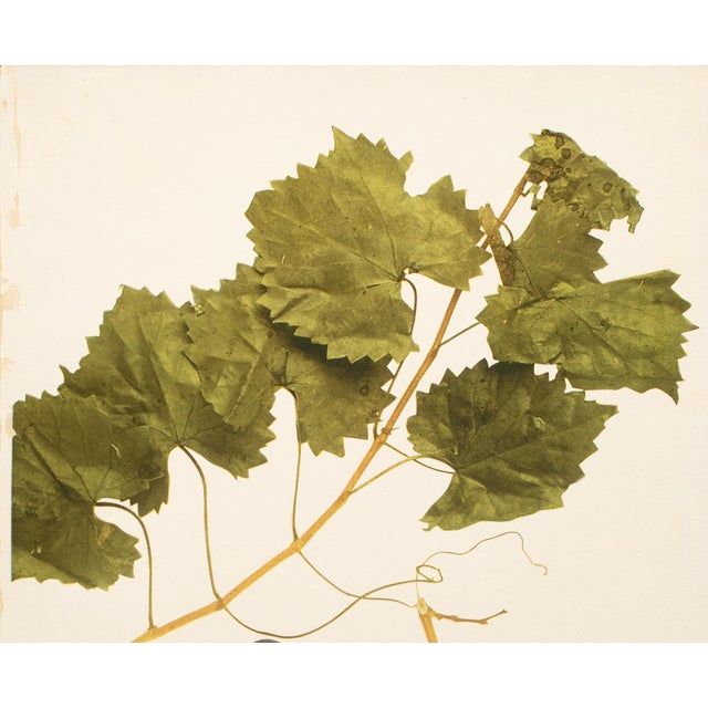 A magnificent original antique photogravure (print) of Shoot of Vitis Rotundifolia Grapes by Ulysses Prentiss Hedrick...
