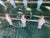Black Italian Football Table with Glass Playing Field from Fas Pendezza, 2000s For Sale - Image 8 of 18