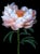 Photographic Botanical Print, “Peony Charm” by Artist Debi Shapiro For Sale