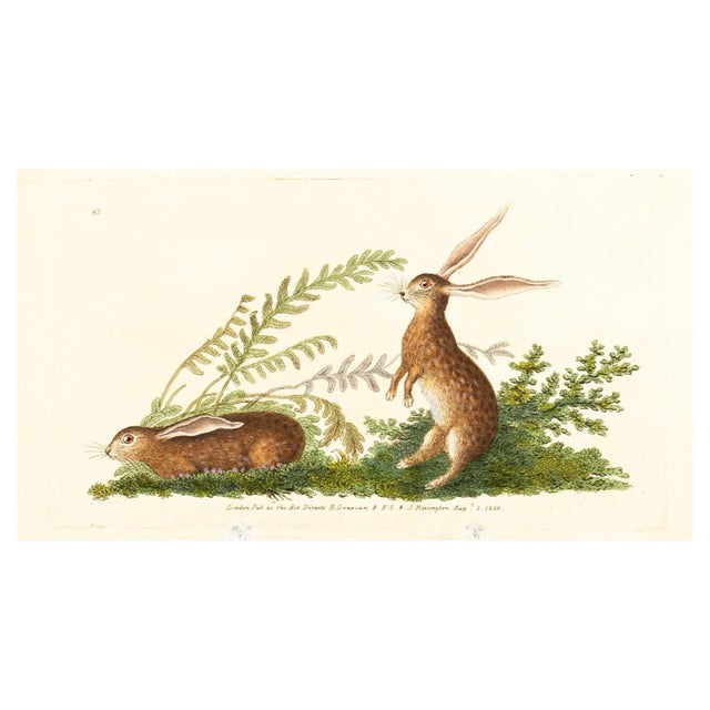 E. Donovan & F.C. & J. Rivington, Nature Illustration, Aug 1820, Hand-Colored Copperplate Engraving For Sale - Image 7 of 7