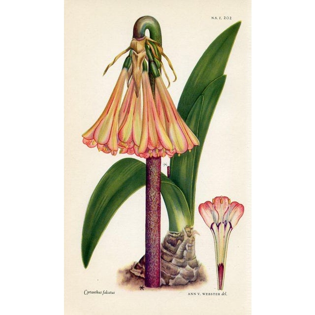 1950s Vintage Botanical Prints by Ann Webster, Curtis's Botanical Magazine, Set of 4 Original Botanical Prints, England For Sale - Image 5 of 5