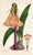 1950s Vintage Botanical Prints by Ann Webster, Curtis's Botanical Magazine, Set of 4 Original Botanical Prints, England For Sale - Image 5 of 5