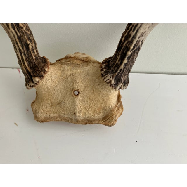 Farmhouse Vintage White Tail Deer Antlers--6 Point For Sale - Image 3 of 4