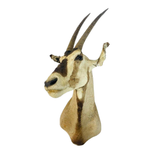 Vintage Mounted Antelope Taxidermy Wall Mount With Long Horns, Estate Find