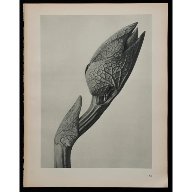 1920s Original Karl Blossfeldt Photogravure Botanical Print For Sale - Image 5 of 5