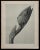 1920s Original Karl Blossfeldt Photogravure Botanical Print For Sale - Image 5 of 5