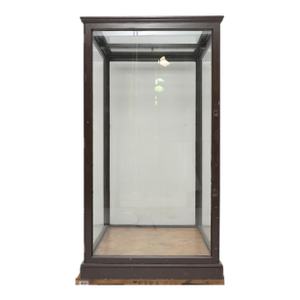 1910s Antique English Museum Display Case Vitrine