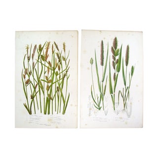 Antique 1860 Botanical Grass Lithographs - A Pair For Sale