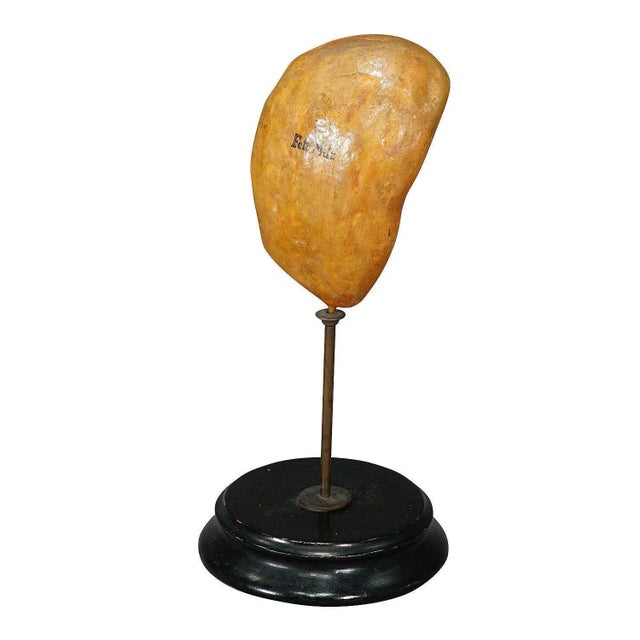 Paper Antique Teaching Model of the Adipose Spleen, 1900s For Sale - Image 7 of 7