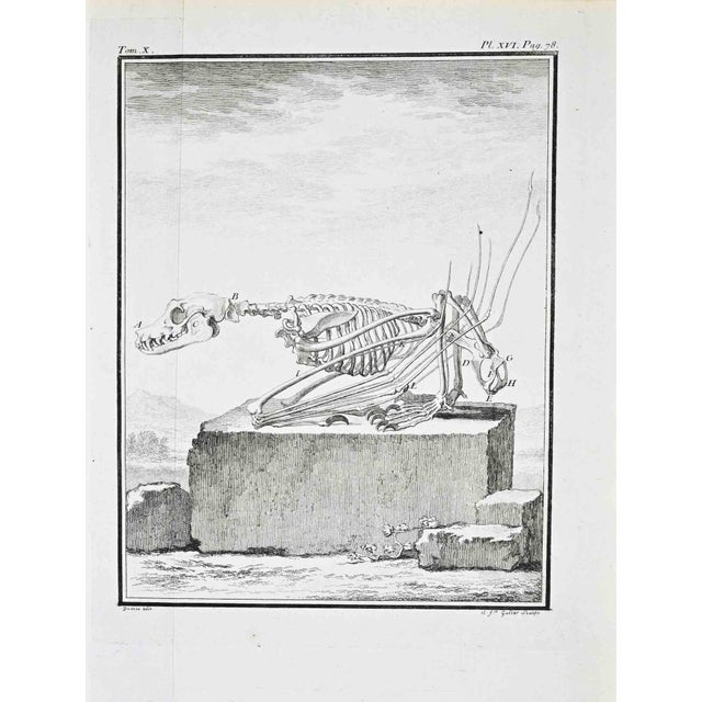 Tom. X, pl. Xvi, p. 78. From histoire naturelle, générale et particulière. Paris, 1771. Etching and engraving on laid...
