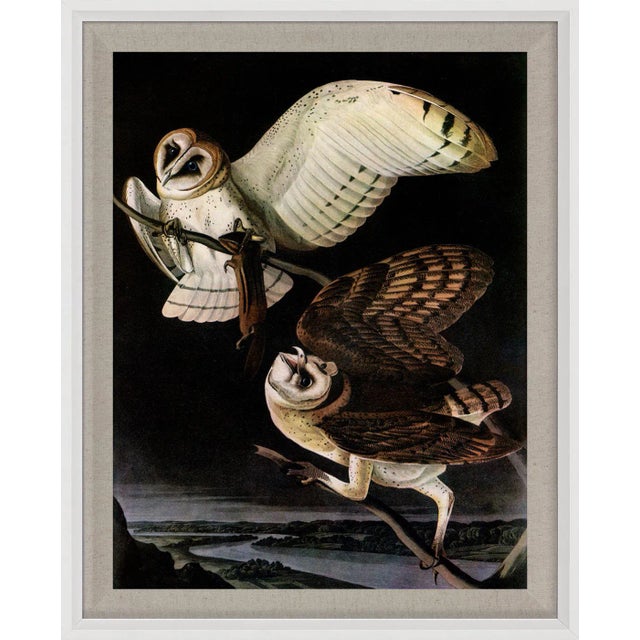 Audubon 5, Framed Artwork For Sale