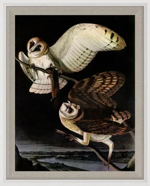 Audubon 5, Framed Artwork