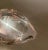 Steuben Glass 1970s Steuben Glass Goose For Sale - Image 4 of 4