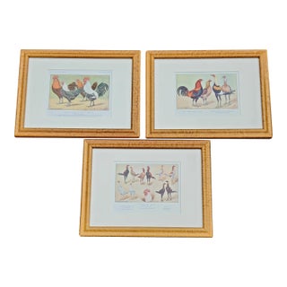Antique French Rooster & Poultry Lithographs in Burled Wood Frames – Set of 3 For Sale
