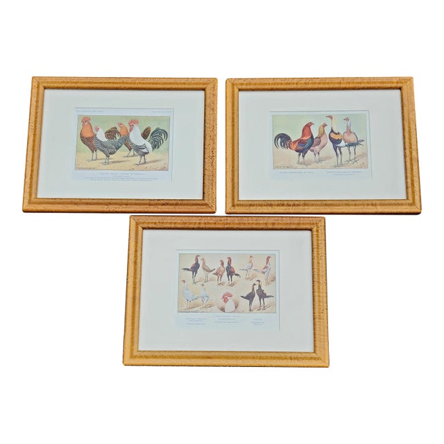Set of 3 Antique French Poultry Lithographs Signed P. Mahler – Burlwood Frames, English Country Estate Style For Sale