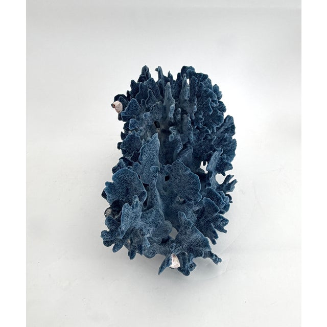 Blue Natural Blue Coral Specimen Coastal Decor For Sale - Image 8 of 9
