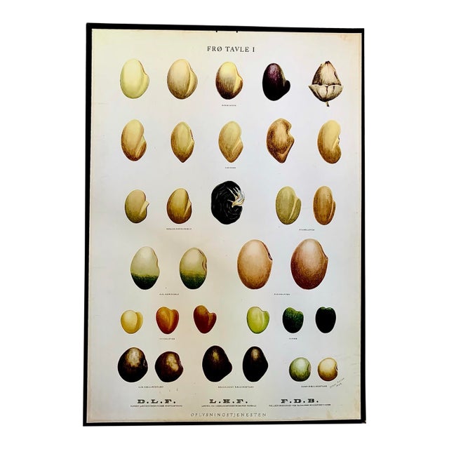 Vintage Botanical Danish Seed Catalog Lithograph Poster No. 1, New Old Stock For Sale