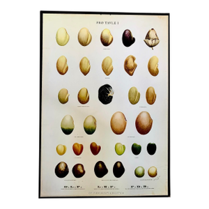 Vintage Botanical Danish Seed Catalog Lithograph Poster No. 1, New Old Stock