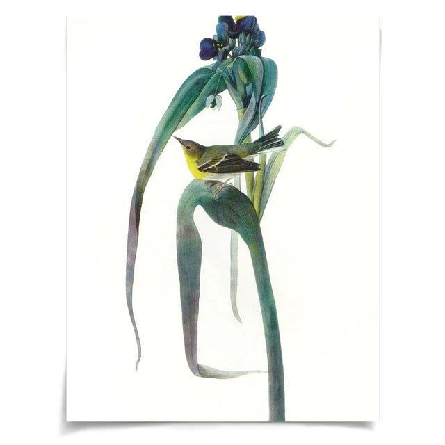 Audubon Birds are from the classic series “Birds of America” - one of the finest ornithological books of our time. Printed...