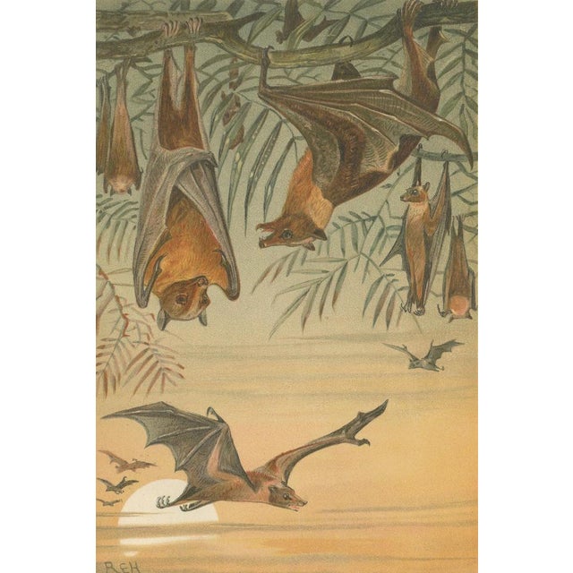 After Wilhelm Kuhnert, Fruit Bats Nocturnal Mammals, 1894, Paper For Sale - Image 4 of 9