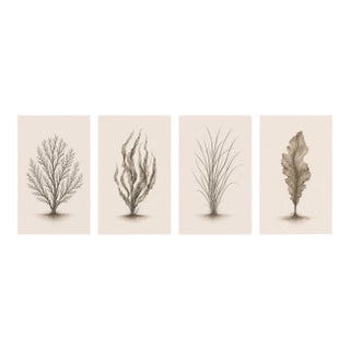 Coastal Botanical Collection, Set of 4, Seaweed & Coral Studies, 24" × 36" Each For Sale