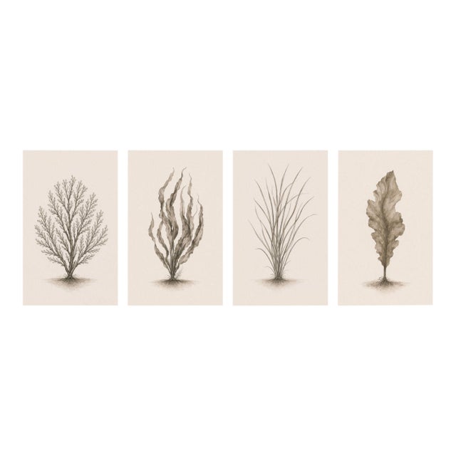Coastal Botanical Collection, Set of 4, Seaweed & Coral Studies, 24" × 36" Each For Sale