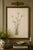 Illustration Hare's-Tail Cottongrass, Vintage Botanical Art Print by Mary Vaux Walcott, 32" X 48" For Sale - Image 3 of 10