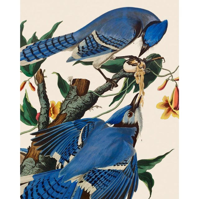 Introducing the Duchess Edition: a refined collection of Audubon Bird Giclée reproductions that elevate the timeless...