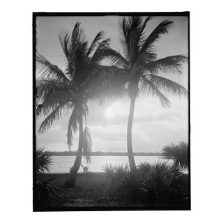 Vintage Palm Tree Photograph in Palm Beach - 40" X 60" For Sale