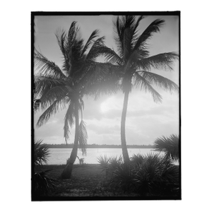 Vintage Palm Tree Photograph in Palm Beach - 40" X 60"