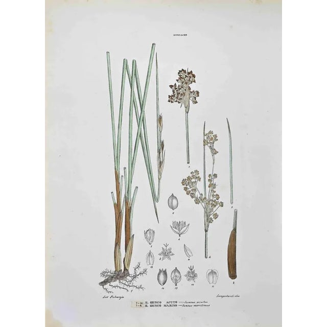 Lithograph hand watercolored. Plate from "Atlante di Botanica popolare ossia Illustrazione di Piante Notevoli di ogni...